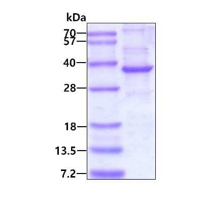 SDS-Page: Recombinant Human NEURL2 His Protein [NBP2-23277] - 3ug by SDS-PAGE under reducing condition and visualized by coomassie blue stain